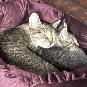 Rory -  Domestic Short Hair Cat for Adoption in Huntsville, Alabama - Rory | PetCurious
