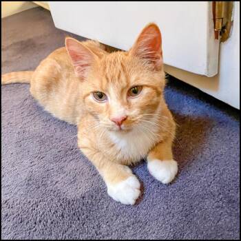 Rescue Domestic Short Hair and Tabby Cats for Adoption in Roswell, Georgia - Jordan | PetCurious