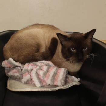 Otis C71705 -  Siamese Cat for Adoption in Minnetonka, Minnesota - Otis C71705 | PetCurious
