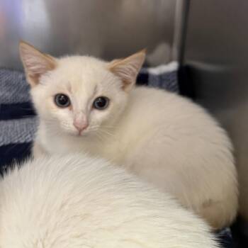 Johnny (bonded w/ Ghost) -  Domestic Short Hair Cat for Adoption in Oakland, California - Johnny (bonded W/ Ghost) | PetCurious