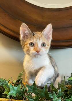 Rhea -  Calico and Tabby Cat for Adoption in Taylor, Michigan - Rhea | PetCurious