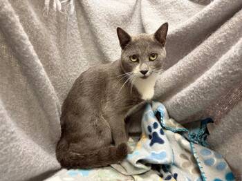 Rescue Domestic Short Hair Cats for Adoption in Winter Haven, Florida - A1244922 | PetCurious