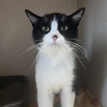Claude -  Domestic Short Hair Cat for Adoption in Monticello, Iowa - Claude | PetCurious