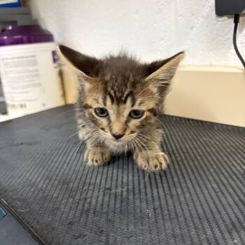 Domestic Short Hair Cats Available for Adoption in Ardmore, Oklahoma - Flash | PetCurious