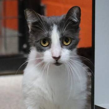 Domestic Short Hair Cats Available for Adoption in Sarasota, Florida - Patti | PetCurious