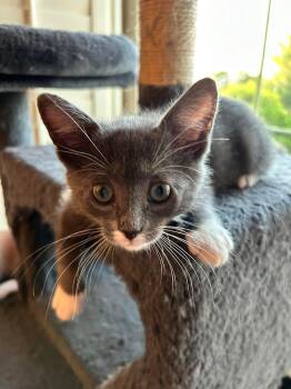 Wolfie -  Domestic Short Hair Cat Available for Adoption in San Tan Valley, Arizona - Wolfie | PetCurious