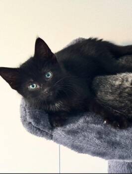 Pickles -  Domestic Short Hair Cat for Adoption in Georgetown, Kentucky - Pickles | PetCurious