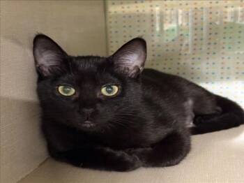 *TIKA -  Domestic Short Hair Cat for Adoption in Woodland, California - *TIKA | PetCurious