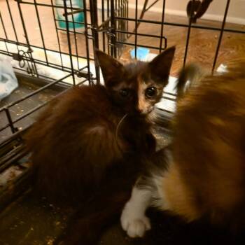 Circe -  Domestic Short Hair Cat for Adoption in San Antonio, Texas - Circe | PetCurious