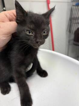 Pen 18 -  Domestic Short Hair Cat for Adoption in Lawrenceville, Georgia - Pen 18 | PetCurious