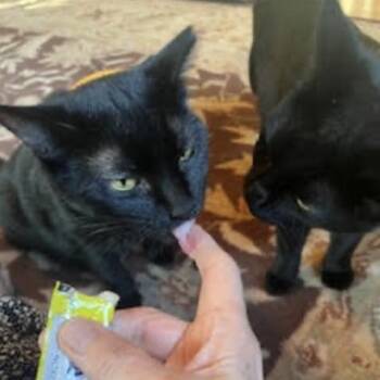 Rescue Domestic Short Hair Cats for Adoption in Cincinnati, Ohio - Goldie | PetCurious