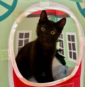 Rescue Domestic Short Hair Cats for Adoption in Sherwood, Oregon - Nala | PetCurious