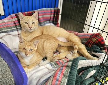 Rescue Domestic Short Hair Cats for Adoption in Greensboro, North Carolina - Fairy | PetCurious