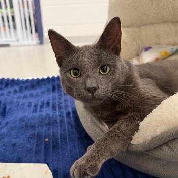 Philip -  Domestic Short Hair Cat for Adoption in Hampton Bays, New York - Philip | PetCurious