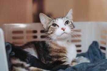 93643A Cheese Cracker -  Domestic Short Hair Cat for Adoption in North Charleston, South Carolina - 93643A Cheese Cracker | PetCurious