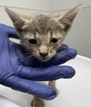 Pen 3 Willow -  Domestic Short Hair Cat for Adoption in Lawrenceville, Georgia - Pen 3 Willow | PetCurious