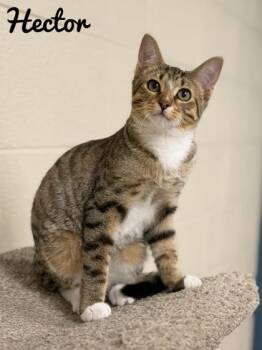 Hector -  Domestic Short Hair Cat for Adoption in Valparaiso, Indiana - Hector | PetCurious