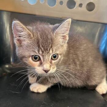 Smokie -  Domestic Short Hair Cat for Adoption in Hinesville, Georgia - Smokie | PetCurious
