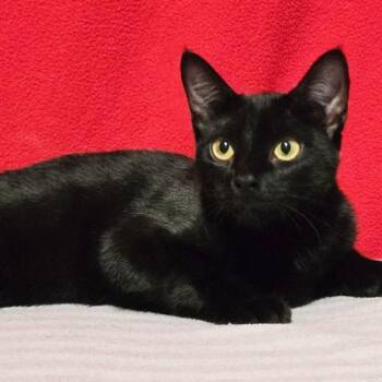 Sofia -  Domestic Short Hair Cat for Adoption in Concord, New Hampshire - Sofia | PetCurious