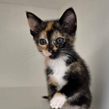 Terra -  Domestic Short Hair Cat for Adoption in Cumming, Georgia - Terra | PetCurious