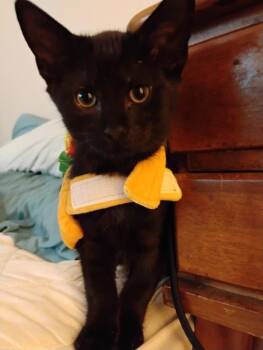 Bluth Family: Michael -  Domestic Short Hair Cat for Adoption - Bluth Family: Michael | PetCurious