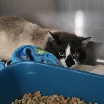 Siamese Cats Available for Adoption in Tawas City, Michigan - Newman 26-133 | PetCurious