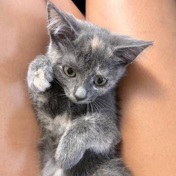 Spots -  Domestic Short Hair Cat for Adoption in Long Beach, California - Spots | PetCurious