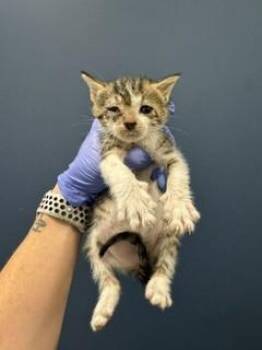 MALIBU -  Domestic Short Hair Cat for Adoption in Doral, Florida - MALIBU | PetCurious