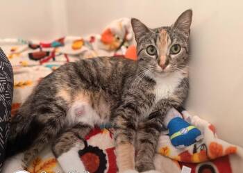 Glinda -  Calico Cat for Adoption in Reeseville, Wisconsin - Glinda | PetCurious