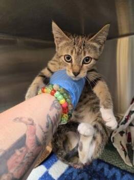 Domestic Short Hair Cats Available for Adoption in Honolulu, Hawaii - Rogue | PetCurious