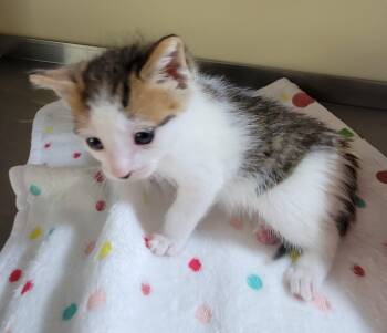 Domestic Short Hair Cats Available for Adoption in Aylett, Virginia - Peter | PetCurious