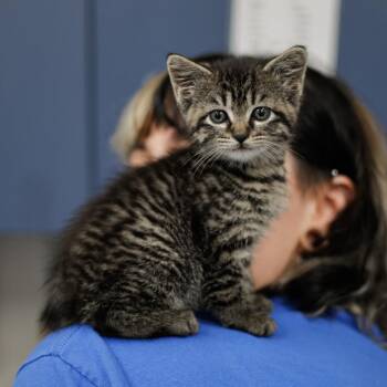 Domestic Short Hair Cats Available for Adoption in Tulsa, Oklahoma - Weed | PetCurious