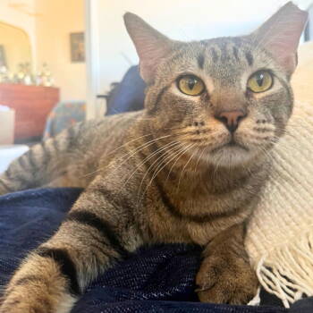 Rescue Domestic Short Hair Cats for Adoption - Vegemite | PetCurious