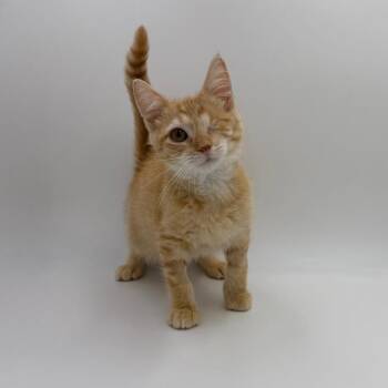 Macula -  Domestic Medium Hair Cat for Adoption in State College, Pennsylvania - Macula | PetCurious