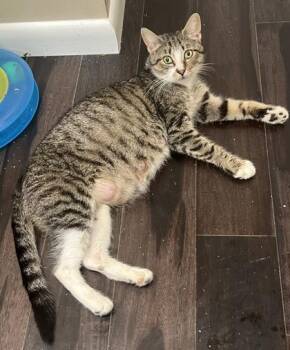 Mama Tabitha -  Domestic Short Hair Cat for Adoption in Annapolis, Maryland - Mama Tabitha | PetCurious