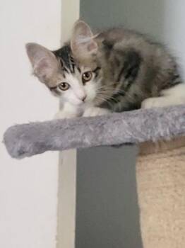 Iris 0308 -  Domestic Medium Hair Cat for Adoption in Dallas, Texas - Iris 0308 | PetCurious