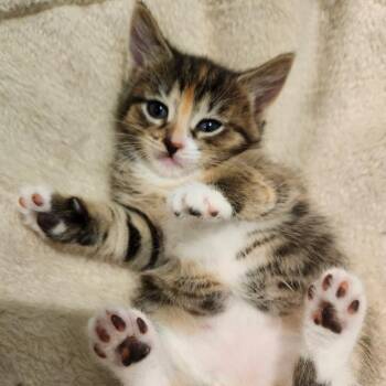 Domestic Short Hair Cats Available for Adoption in Bel Air, Maryland - Esther | PetCurious