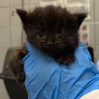 Hershey -  Domestic Medium Hair Cat for Adoption in West Olive, Michigan - Hershey | PetCurious