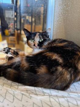 Domestic Short Hair Cats Available for Adoption in Douglasville, Georgia - Patches | PetCurious