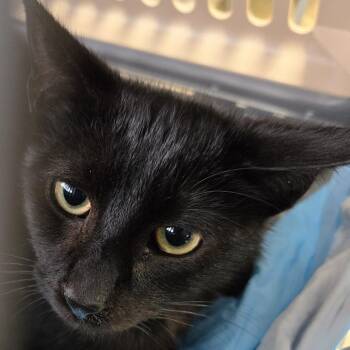 Domestic Short Hair Cats Available for Adoption in Newark, New Jersey - GRAPE | PetCurious