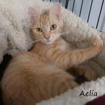 Aelia -  Domestic Medium Hair Cat for Adoption in Yucaipa, California - Aelia | PetCurious