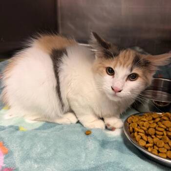 Mila -  Domestic Long Hair Cat for Adoption in Birmingham, Alabama - Mila | PetCurious