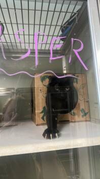 Esmeralda -  Domestic Short Hair Cat for Adoption in Cincinnati, Ohio - Esmeralda | PetCurious