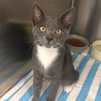 Mr.305 -  Domestic Short Hair Cat for Adoption in Fort Lauderdale, Florida - Mr.305 | PetCurious