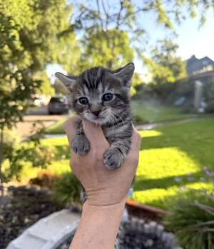 Sunshine -  Domestic Short Hair Cat for Adoption in Los Angeles, California - Sunshine | PetCurious