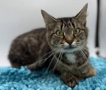 Domestic Short Hair Cats Available for Adoption in Bowling Green, Kentucky - Mr. Mew | PetCurious