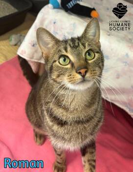 Domestic Short Hair Cats Available for Adoption - Roman | PetCurious