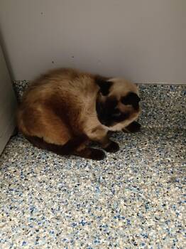 Sophie -  Siamese Cat for Adoption in Angola, Indiana - Sophie | PetCurious