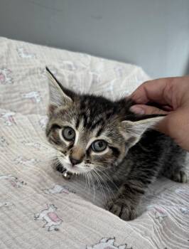 Domestic Short Hair Cats Available for Adoption in Dickson, Tennessee - Paneer | PetCurious