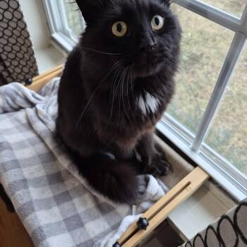 Domestic Long Hair Cats Available for Adoption in Dartmouth, Nova Scotia - Hank The Hunk | PetCurious